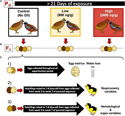 Dietary Exposure to Low Levels of Crude Oil Affects Physiological and Morphological Phenotype in Adults and Their Eggs and Hatchlings of the King Quail (Coturnix chinensis)